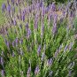English Lavender  2000 Seeds  Lavandula angustifolia