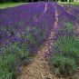 English Lavender 2000 Seeds Lavandula angustifolia