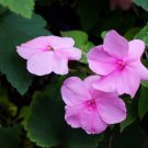 Pink Impatiens 100 Seeds Impatiens walleriana Pink Impatiens 100 Seeds Impatiens walleriana