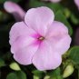Pink Impatiens 100 Seeds Impatiens walleriana