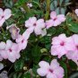 Pink Impatiens 100 Seeds Impatiens walleriana
