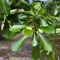 Water Oak Quercus nigra 20 Seeds