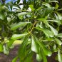 Water Oak Quercus nigra 20 Seeds