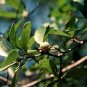 Water Oak Quercus nigra 20 Seeds