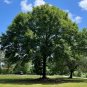 Water Oak Quercus nigra 20 Seeds