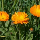 Pot Marigold 500 Seeds Calendula officinalis Pot Marigold 500 Seeds Calendula officinalis