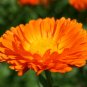 Pot Marigold 500 Seeds Calendula officinalis