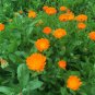 Pot Marigold 500 Seeds Calendula officinalis