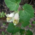 Creeping Snapdragon 100 Seeds Asarina procumbens Creeping Snapdragon 100 Seeds Asarina procumbens