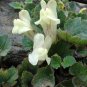 Creeping Snapdragon 100 Seeds Asarina procumbens