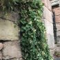 Creeping Snapdragon 100 Seeds Asarina procumbens