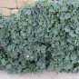 Creeping Snapdragon 100 Seeds Asarina procumbens