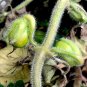 Creeping Snapdragon 100 Seeds Asarina procumbens