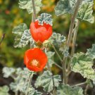 Desert Globemallow 500 Seeds Sphaeralcea ambigua