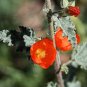 Desert Globemallow 500 Seeds Sphaeralcea ambigua