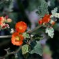 Desert Globemallow 500 Seeds Sphaeralcea ambigua