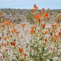 Desert Globemallow 500 Seeds Sphaeralcea ambigua