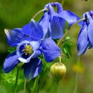 Alpine Columbine  100 Seeds  Aquilegia alpina