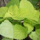 Lime Coleus  100 Seeds  Coleus scutellarioides