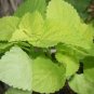 Lime Coleus 100 Seeds Coleus scutellarioides