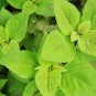 Lime Coleus 100 Seeds Coleus scutellarioides