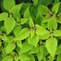 Lime Coleus 100 Seeds Coleus scutellarioides