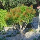 Dragon Tree Dracaena draco  20 Seeds