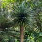 Dragon Tree Dracaena draco  20 Seeds