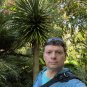 Dragon Tree Dracaena draco  20 Seeds