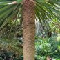 Dragon Tree Dracaena draco  20 Seeds
