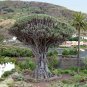 Dragon Tree Dracaena draco  20 Seeds