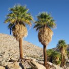 California Fan Palm 100 Seeds Washingtonia filifera California Fan Palm 100 Seeds Washingtonia filifera