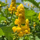 Candlestick Cassia Senna alata 100 Seeds