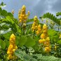 Candlestick Cassia Senna alata 100 Seeds