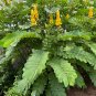Candlestick Cassia Senna alata 100 Seeds