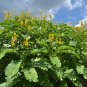 Candlestick Cassia Senna alata 100 Seeds