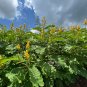 Candlestick Cassia Senna alata 100 Seeds