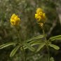 Candlestick Cassia Senna alata 100 Seeds
