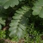Candlestick Cassia Senna alata 100 Seeds