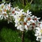 Yellowhorn Xanthoceras sorbifolium 10 Seeds