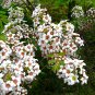 Yellowhorn Xanthoceras sorbifolium 10 Seeds