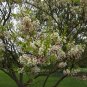 Yellowhorn Xanthoceras sorbifolium 10 Seeds