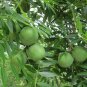 Yellowhorn Xanthoceras sorbifolium 10 Seeds