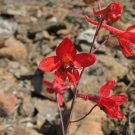 Red Larkspur 25 Seeds Delphinium nudicaule Red Larkspur 25 Seeds Delphinium nudicaule