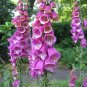 Purple Foxglove 2000 Seeds Digitalis purpurea