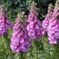 Purple Foxglove 2000 Seeds Digitalis purpurea