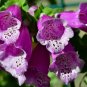 Purple Foxglove 2000 Seeds Digitalis purpurea