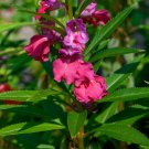 Garden Balsam 400 Seeds Impatiens balsamina Garden Balsam 400 Seeds Impatiens balsamina