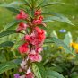 Garden Balsam 400 Seeds Impatiens balsamina