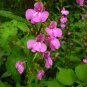 Garden Balsam 400 Seeds Impatiens balsamina